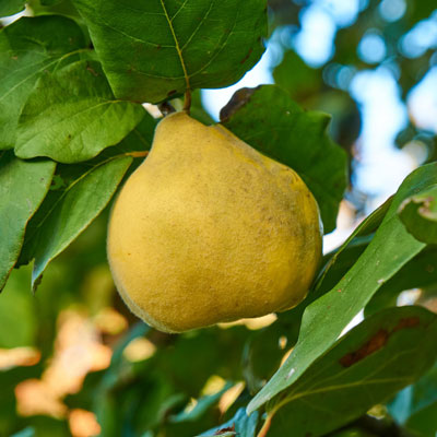 مدیریت کشاورزی ( باغات به )