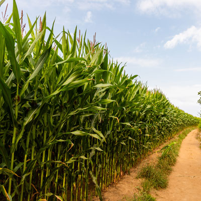 مدیریت کشاورزی ( مزارع کشت ذرت )