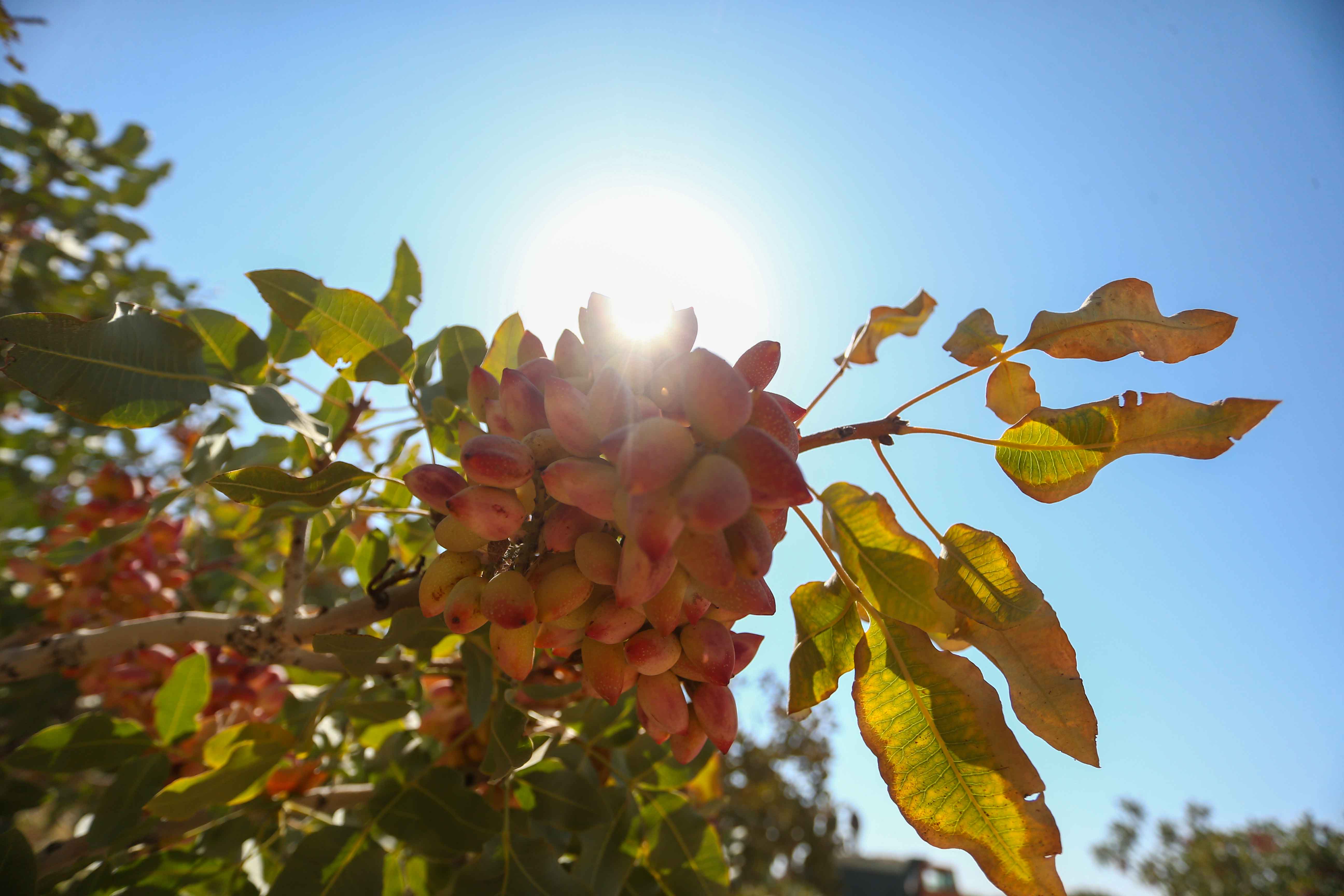 پسته تازه