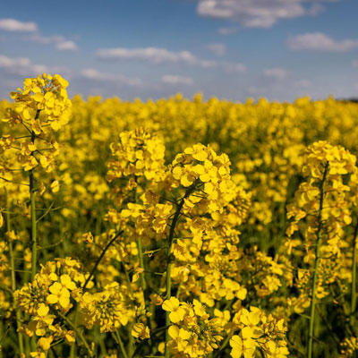 مدیریت کشاورزی ( مزارع کشت کُلزا )