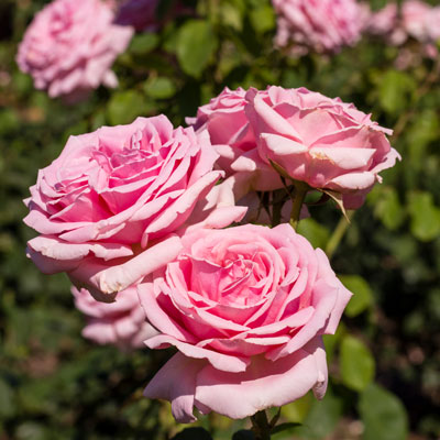 مدیریت کشاورزی ( باغات گل محمدی )