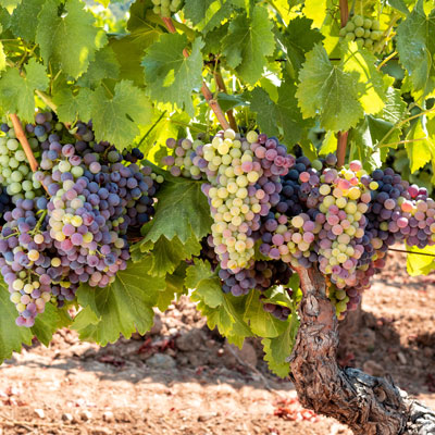 مدیریت کشاورزی ( تاکستان انگور )