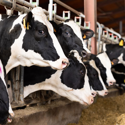 واحد تخصصی پرورش دام سنگین