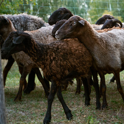 واحد تخصصی پرورش دام سبک