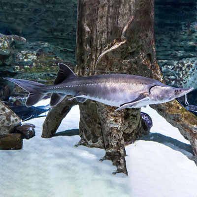 واحد تخصصی پرورش آبزیان