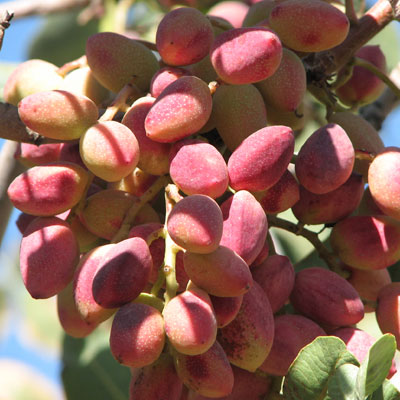 مدیریت کشاورزی ( باغات پسته )