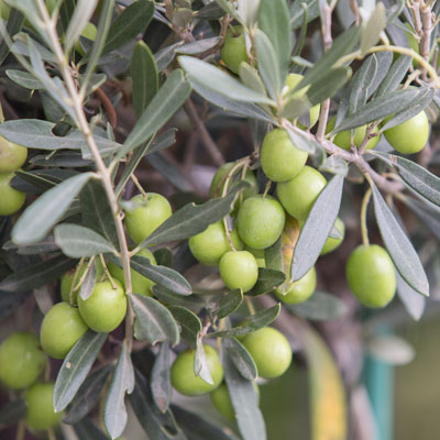 مدیریت کشاورزی ( باغات زیتون )