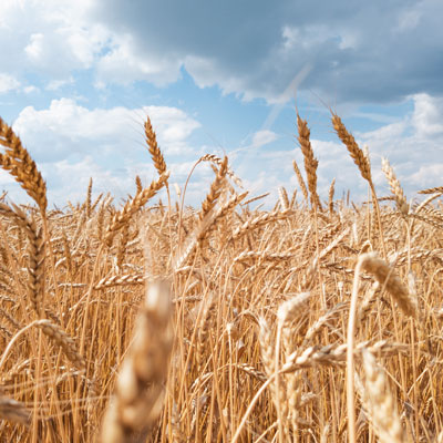 مدیریت کشاورزی ( مزارع کشت جو )