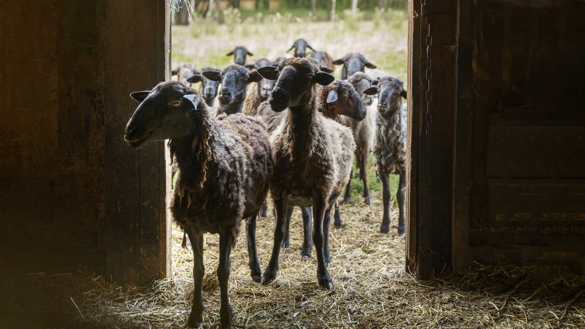 واحد تخصصی پرورش دام سبک