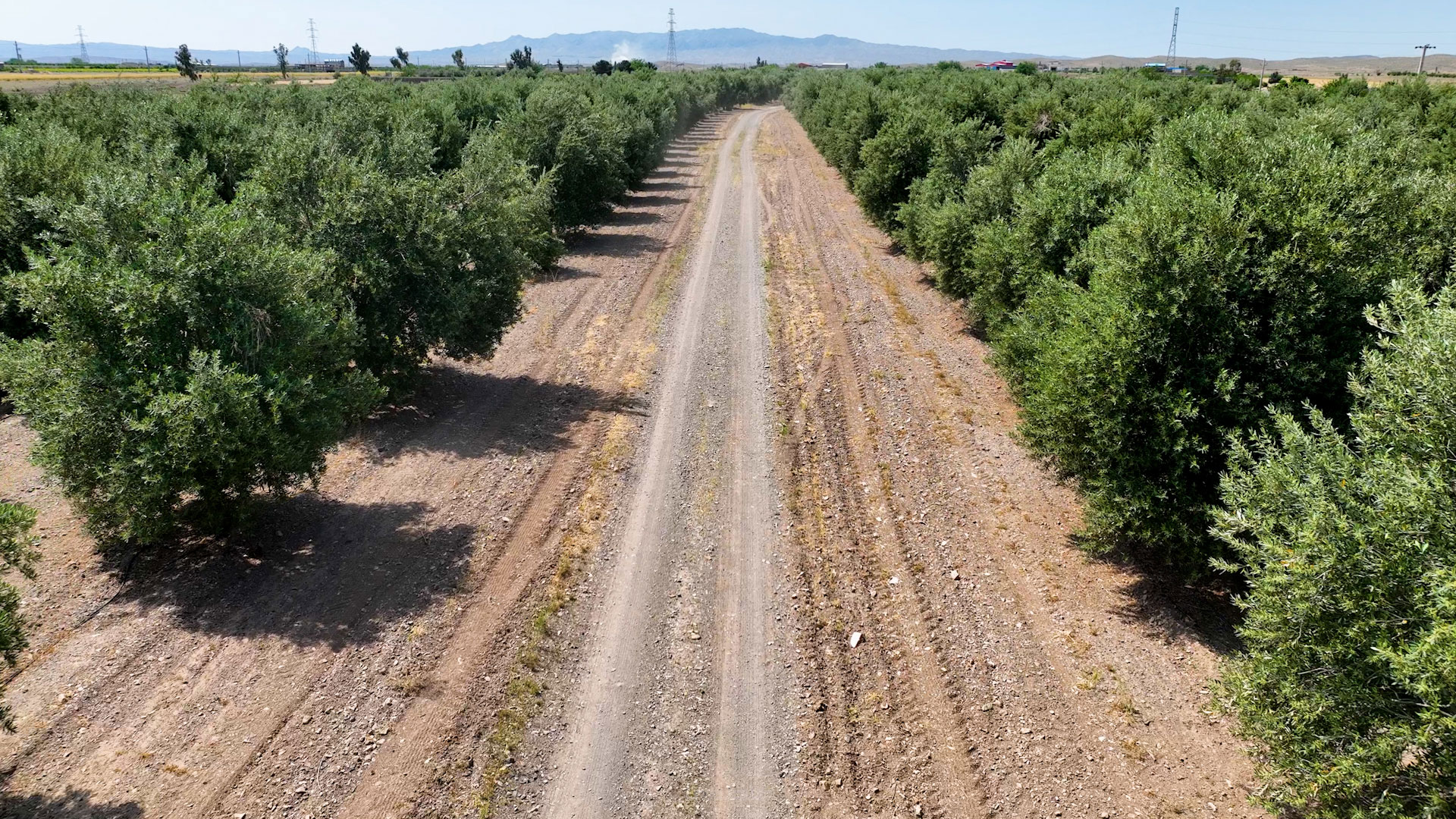 روغن زیتون فرابکر