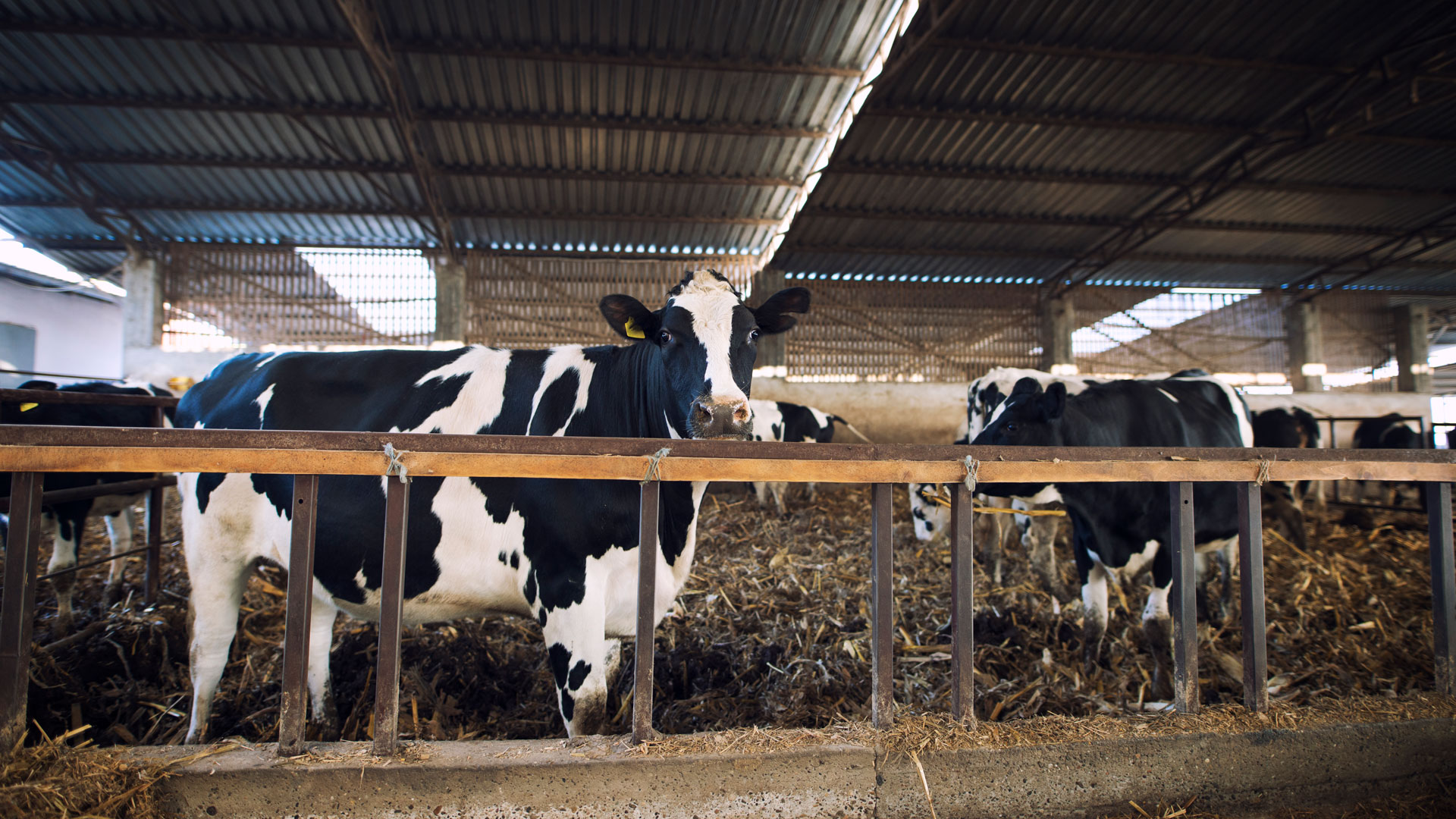 واحد تخصصی پرورش دام سنگین