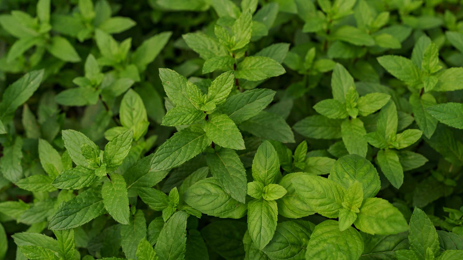 مدیریت کشاورزی ( مزارع کشت نعنا )