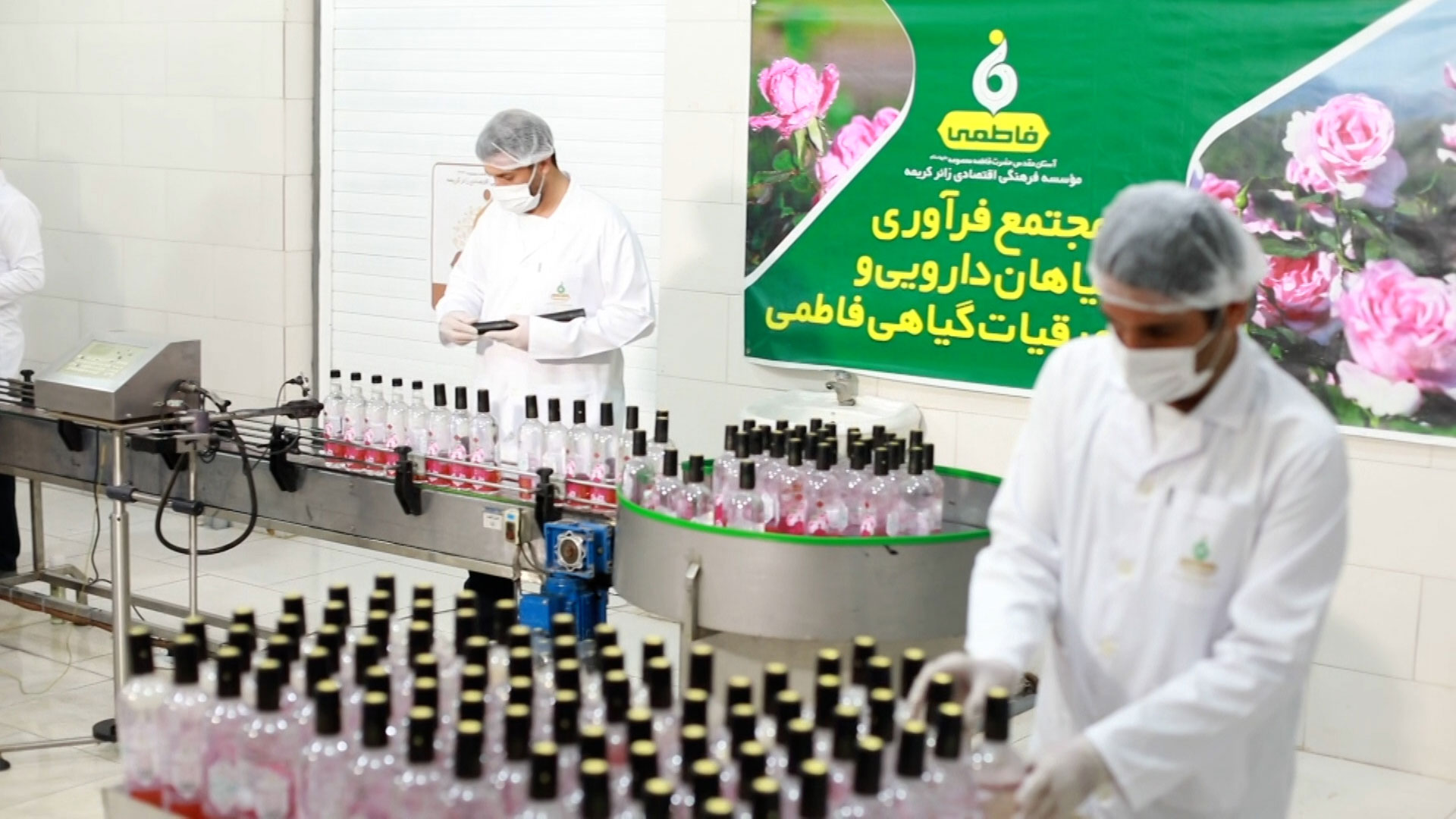 برداشت گل محمدی و تولید گلاب ممتاز در باغات موقوفه حضرت فاطمه معصومه علیهاالسلام