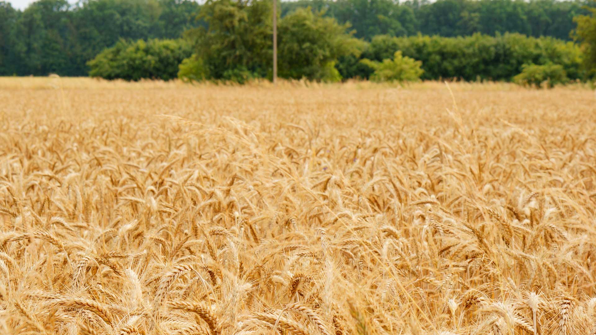 مدیریت کشاورزی ( مزارع کشت گندم )