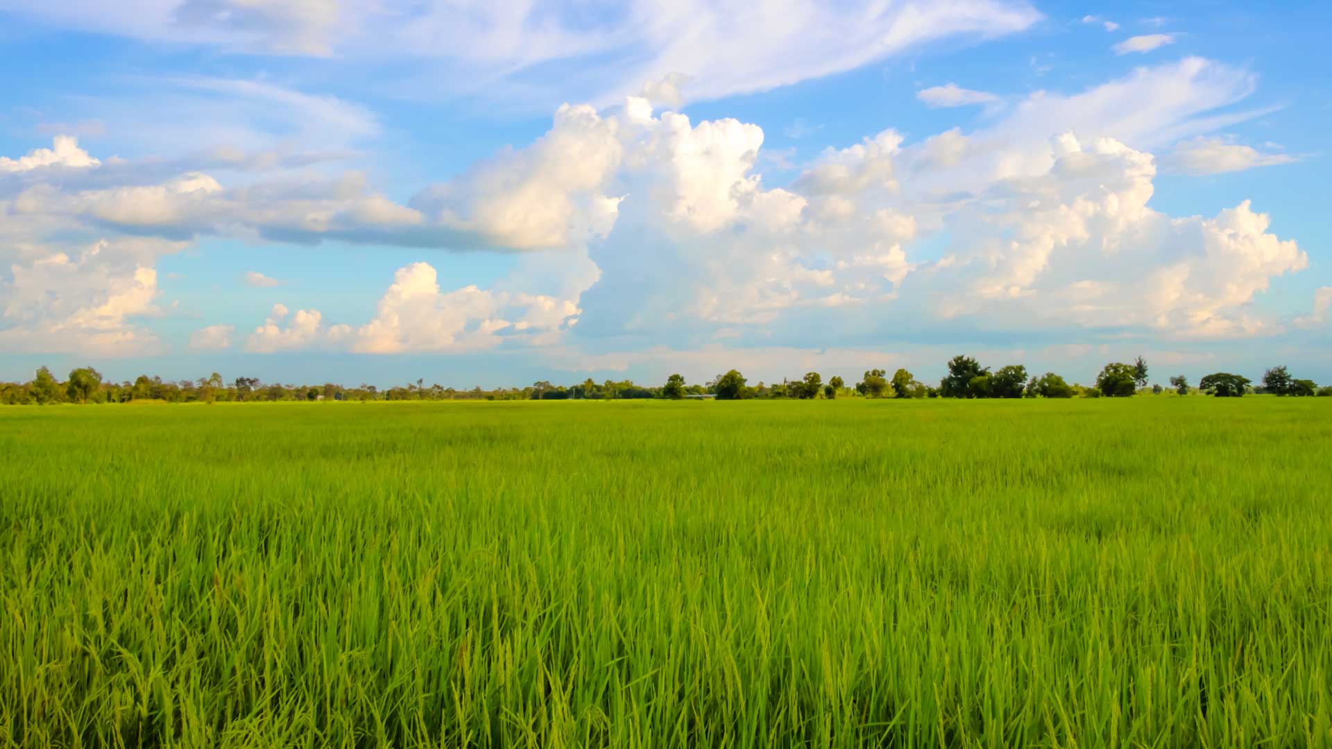 مدیریت کشاورزی ( مزارع کشت یونجه )