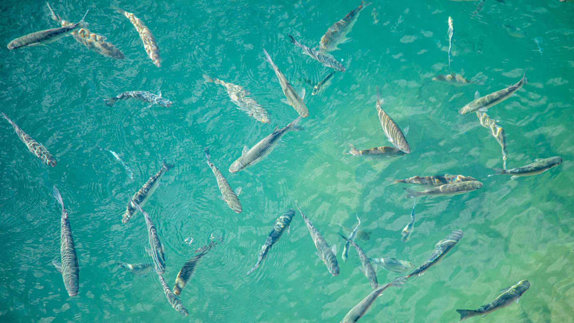 واحد تخصصی پرورش آبزیان