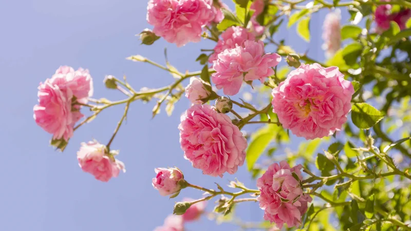 مدیریت کشاورزی ( باغات گل محمدی )