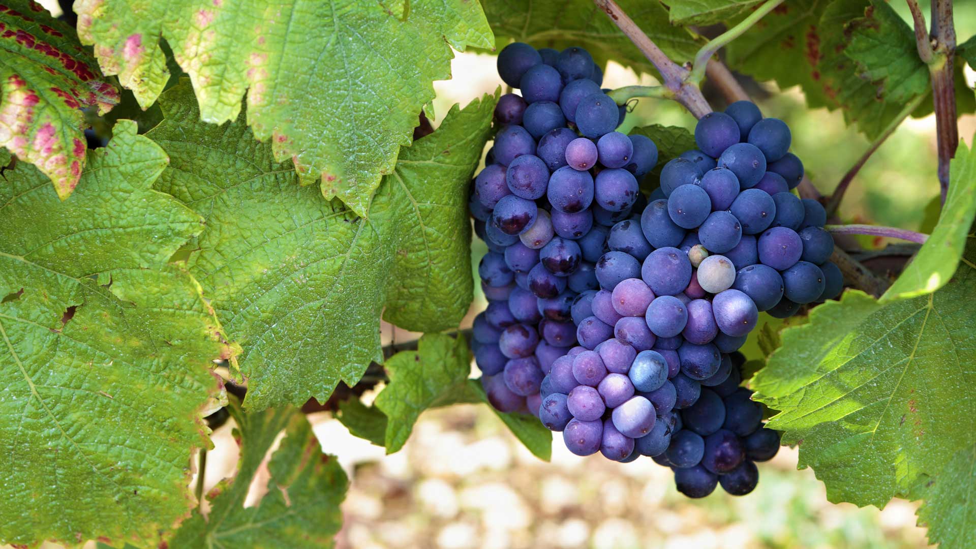 مدیریت کشاورزی ( تاکستان انگور )