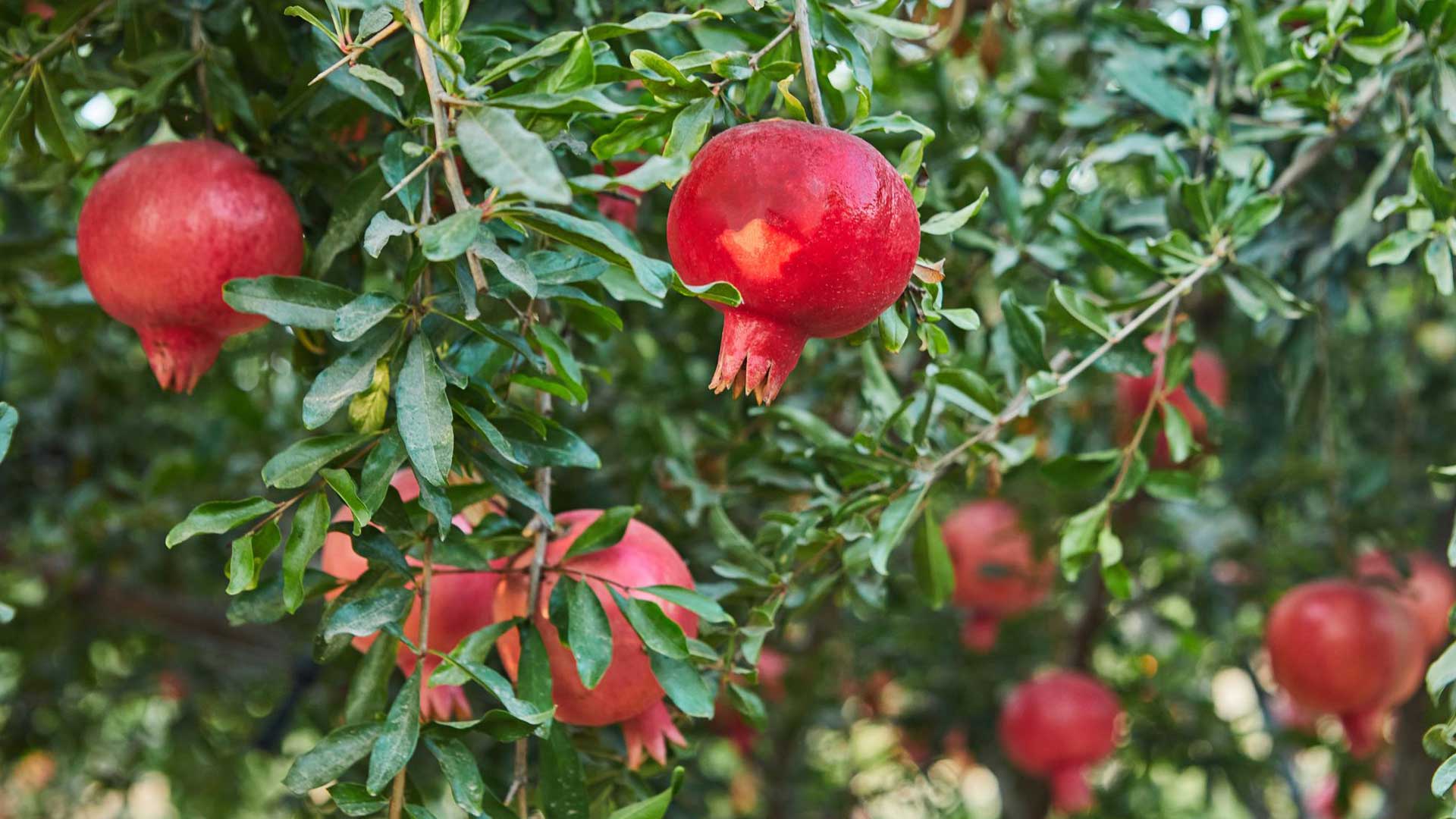 مدیریت کشاورزی ( باغات انار )